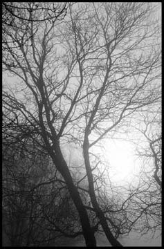 Misty Morning by Asena